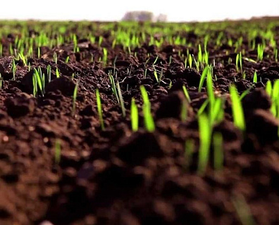 На юге России может погибнуть 80% посевов зерна